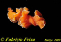   This flatworm was photographed night. His name Yungia aurantiaca. night aurantiaca  